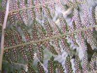 Athyrium filix-femina