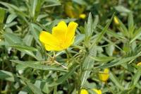 Ludwigia grandiflora