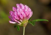 Trifolium pratense