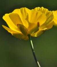 Ranunculus gramineus