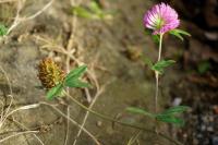 Trifolium pratense