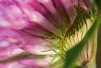 Trifolium pratense