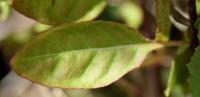 Oenothera rosea