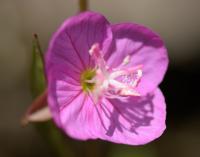 Oenothera rosea