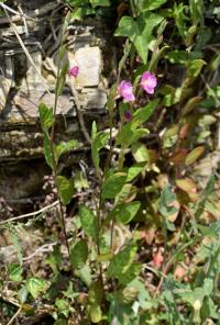 Oenothera rosea