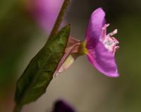 Oenothera rosea