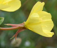 Oenothera glazioviana