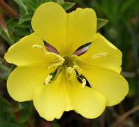 Oenothera glazioviana