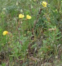 Oenothera glazioviana