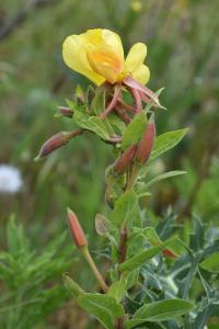 Oenothera glazioviana Oenothera glazioviana
