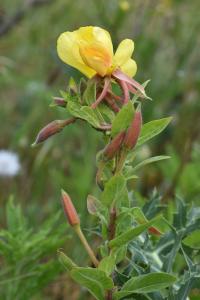 Oenothera glazioviana