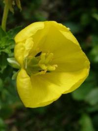 Oenothera biennis