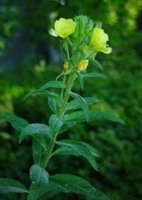 Oenothera biennis