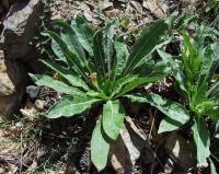 Oenothera biennis