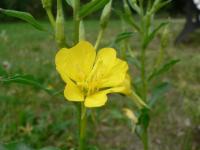 Oenothera biennis