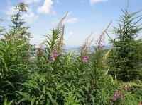 Epilobium angustifolium