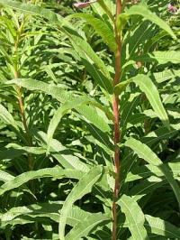 Epilobium angustifolium