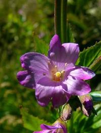 Epilobium alpestre