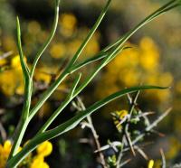 Ranunculus gramineus