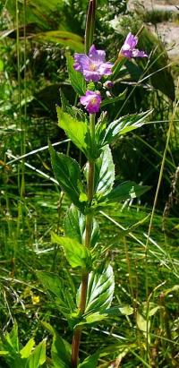 Epilobium alpestre