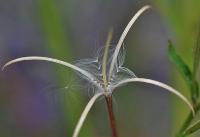 Epilobium parviflorum