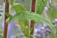 Epilobium parviflorum