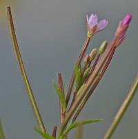 Epilobium parviflorum