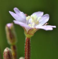 Epilobium parviflorum