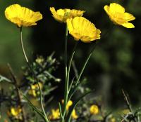 Ranunculus gramineus