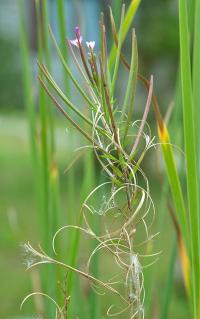 Epilobium parviflorum