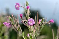 Epilobium hirsutum