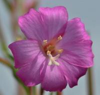 Epilobium hirsutum