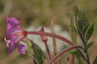 Epilobium hirsutum