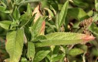 Epilobium hirsutum