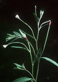 Epilobium lanceolatum