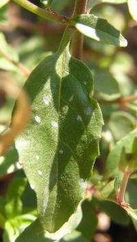 Epilobium lanceolatum