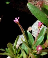 Epilobium lanceolatum