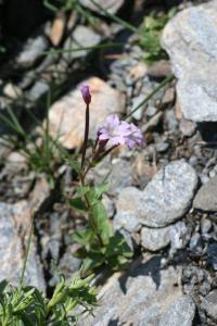 Epilobium duriaei