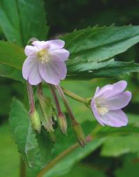 Epilobium montanum