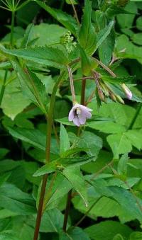 Epilobium montanum