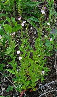 Epilobium montanum