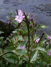 Epilobium alsinifolium