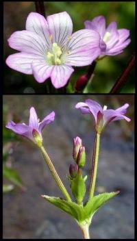 Epilobium alsinifolium