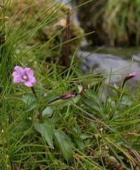 Epilobium alsinifolium