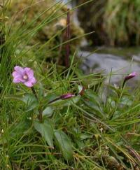 Epilobium alsinifolium