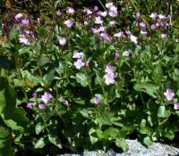 Epilobium alsinifolium