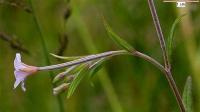 Epilobium palustre