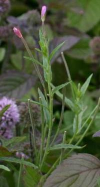 Epilobium palustre