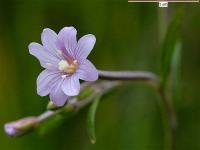 Epilobium palustre