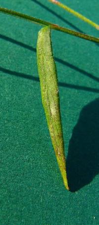 Epilobium palustre